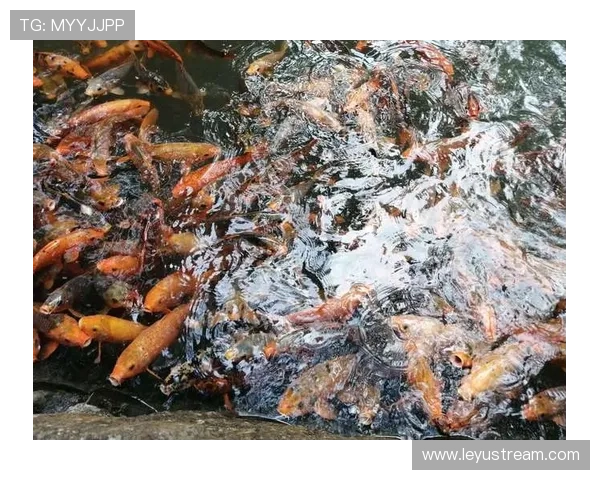 千岛湖限量完赛Pin设计受追捧，锦鲤元素象征奋勇向前