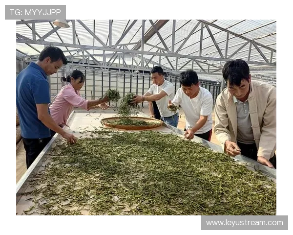 射箭选手在双江体验制茶过程,感受当地文化 射箭选手在双江体验制茶过程,感受当地文化